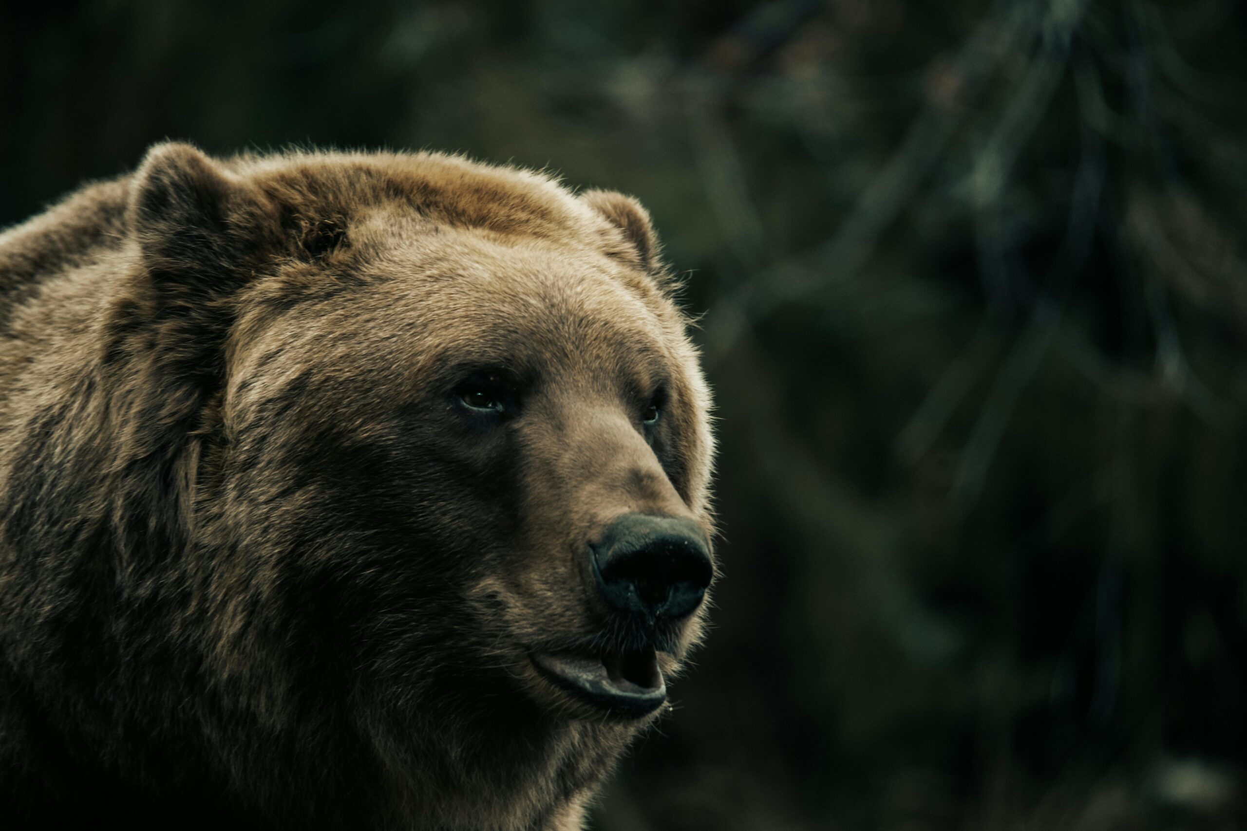 Bear Haven: Discovering Croatia's Unique Island