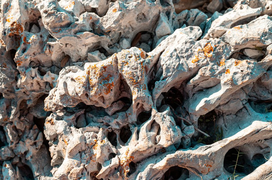 fossil embedded in limestone rock Viganj Beach Croatia macro detail