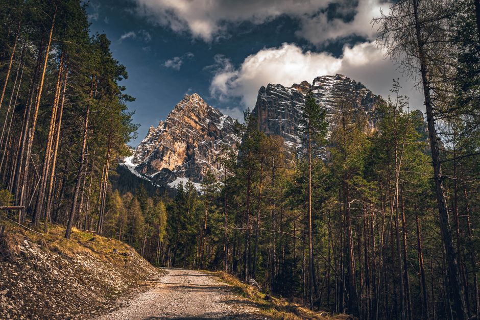 Hiking trail Slovenia mountain path pine forest view
