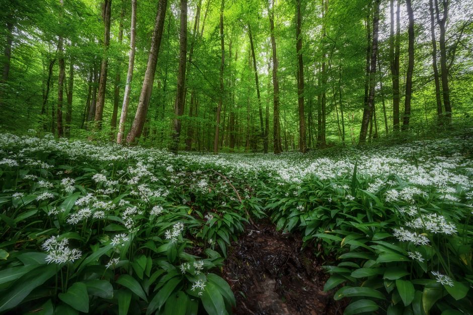 Wild garlic growing in forest floor Albanian Alps close up