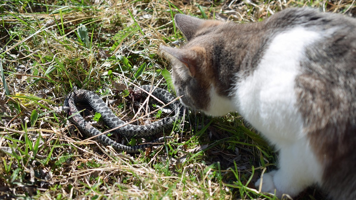 The House Snake Myth: Why Balkan Folklore Forbids Killing This Guardian