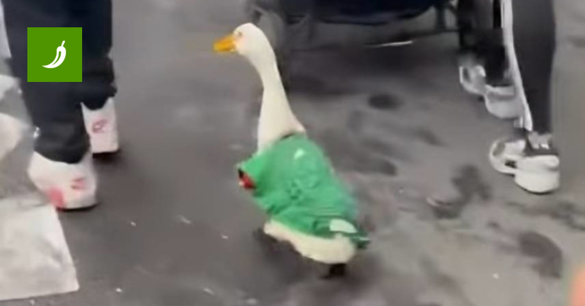 Goose Steals Show After Mexico's 2-0 Win Over South Africa