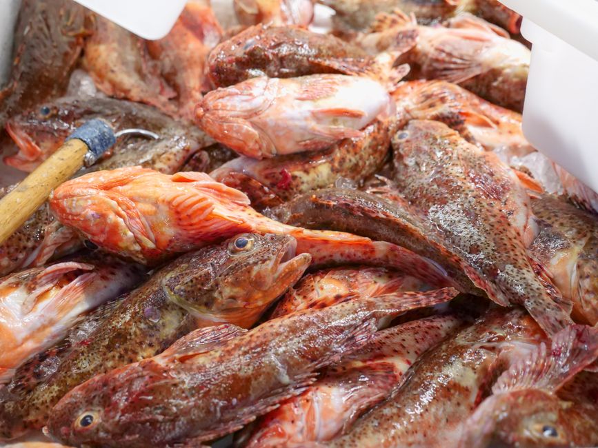 Ulcinj Market Montenegro fresh seafood cheese cured meats morning