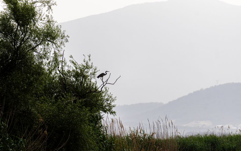 Great Prespa Lake Greece morning mist herons reeds