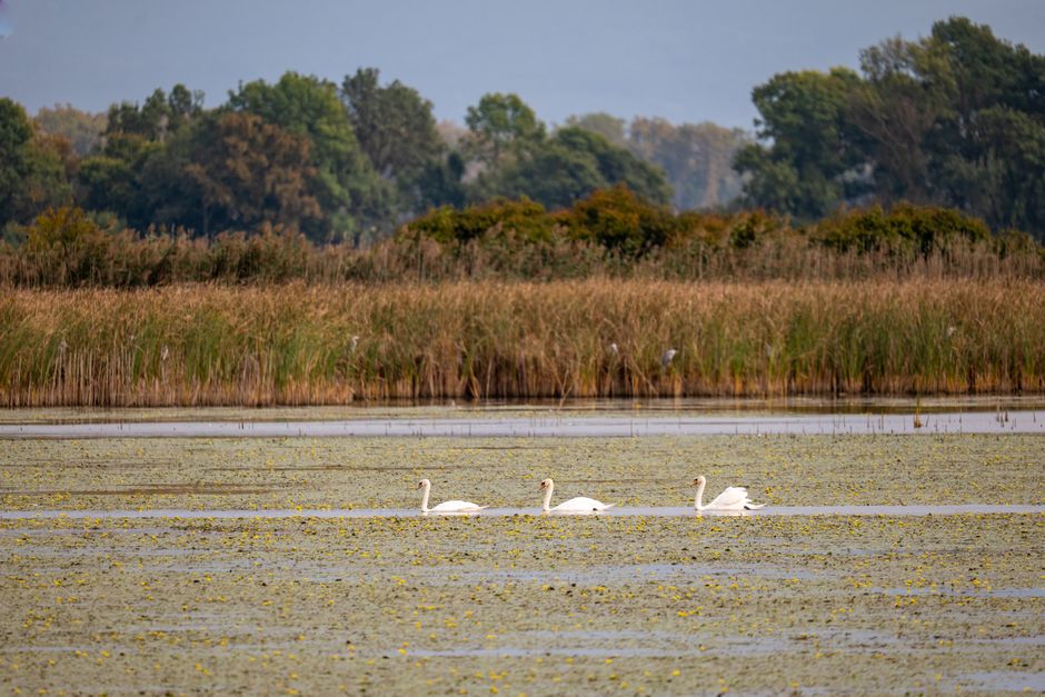 Incel Lake Osijek Croatia reeds birds wetland