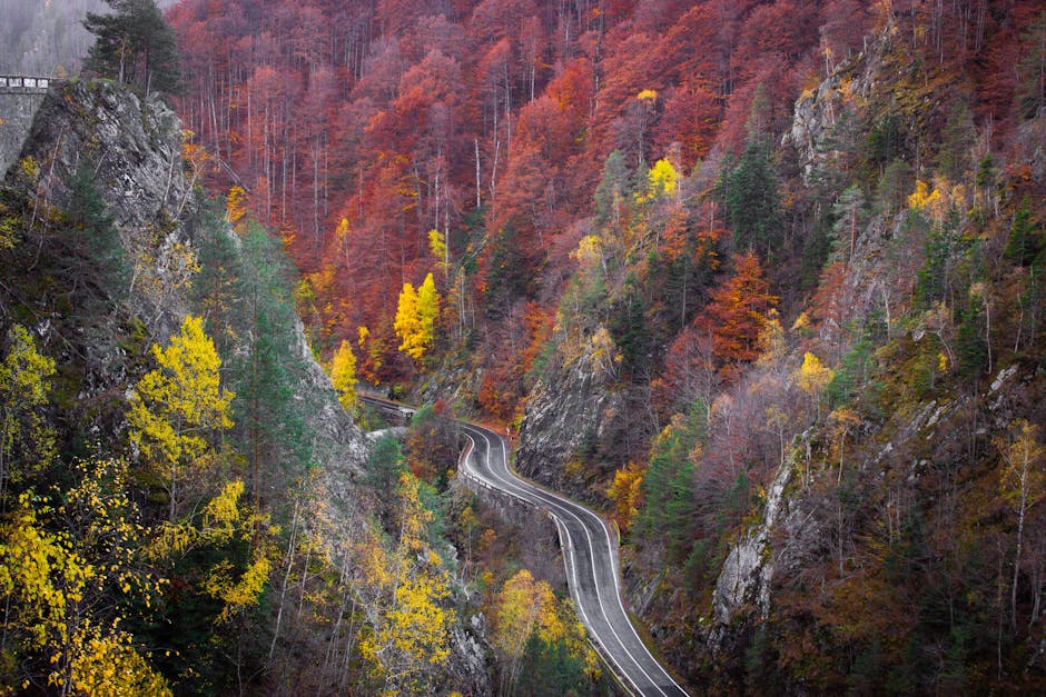Cyclist on winding mountain road Serbia Tara National Park forest canopy