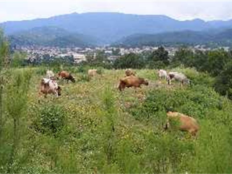110 Cases of Sheep and Goat Pneumonia Reported in Cyprus