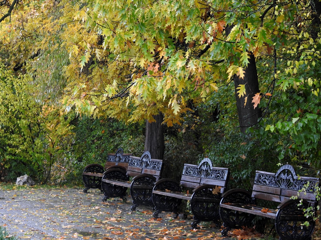 Strong winds damaging trees in Bucharest park