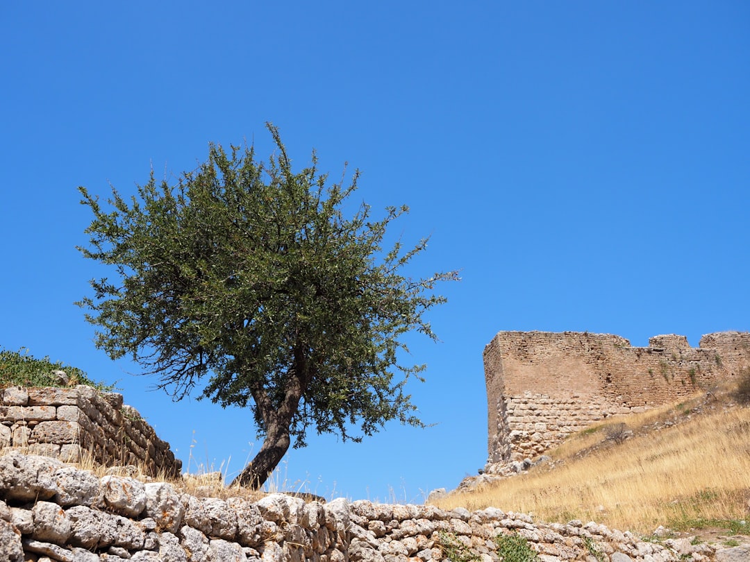 Peloponnese Greece landscape olive groves