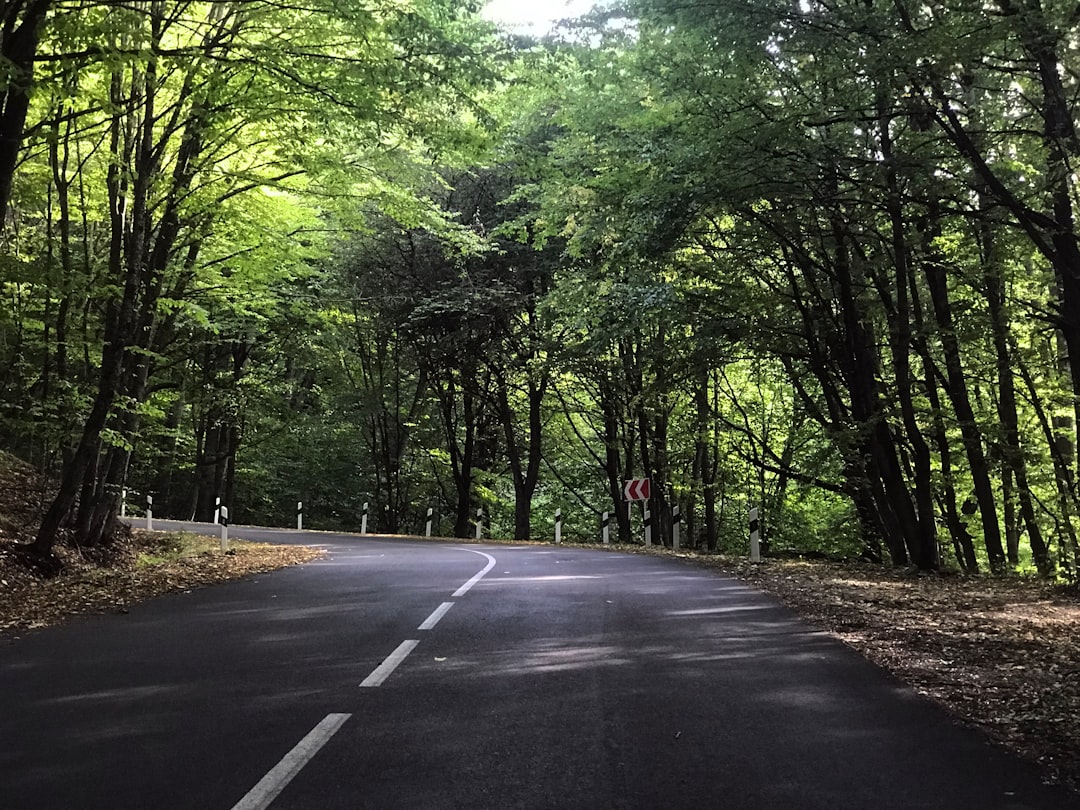 Studenica Monastery approach road forest green