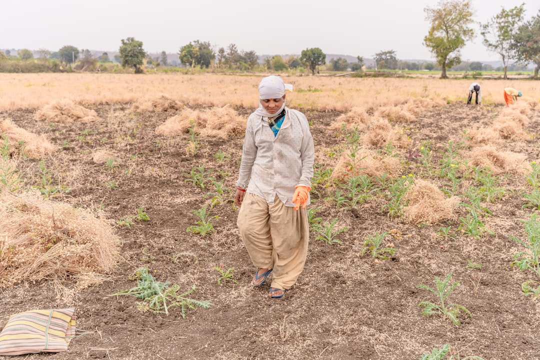 Farmer inspecting crops during drought conditions