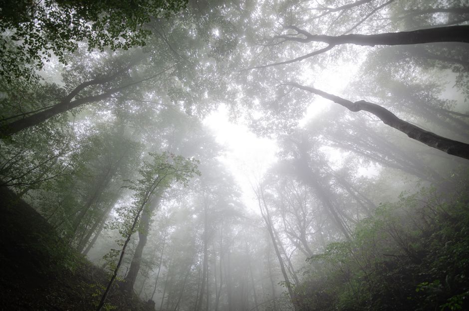 Jablanica National Park dense beech forest mist morning light Serbia