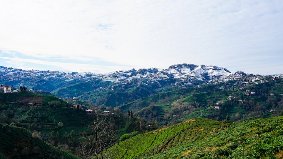 Rize tea terraces Turkey green hillsides Black Sea view