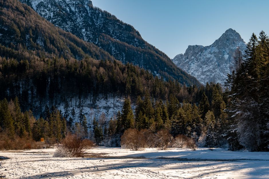 Triglav National Park Slovenia dense spruce forest misty morning light