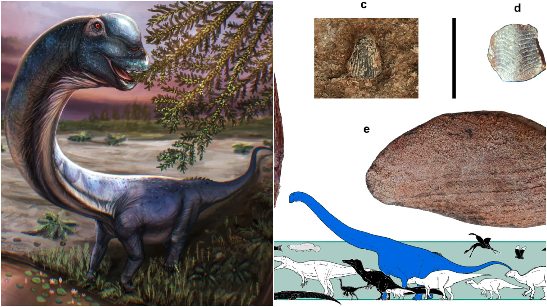 Thai Scientists Unearth Southeast Asia's Largest Dinosaur