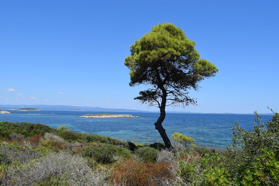 Paklinski Islands Stipanska island pine trees turquoise beach
