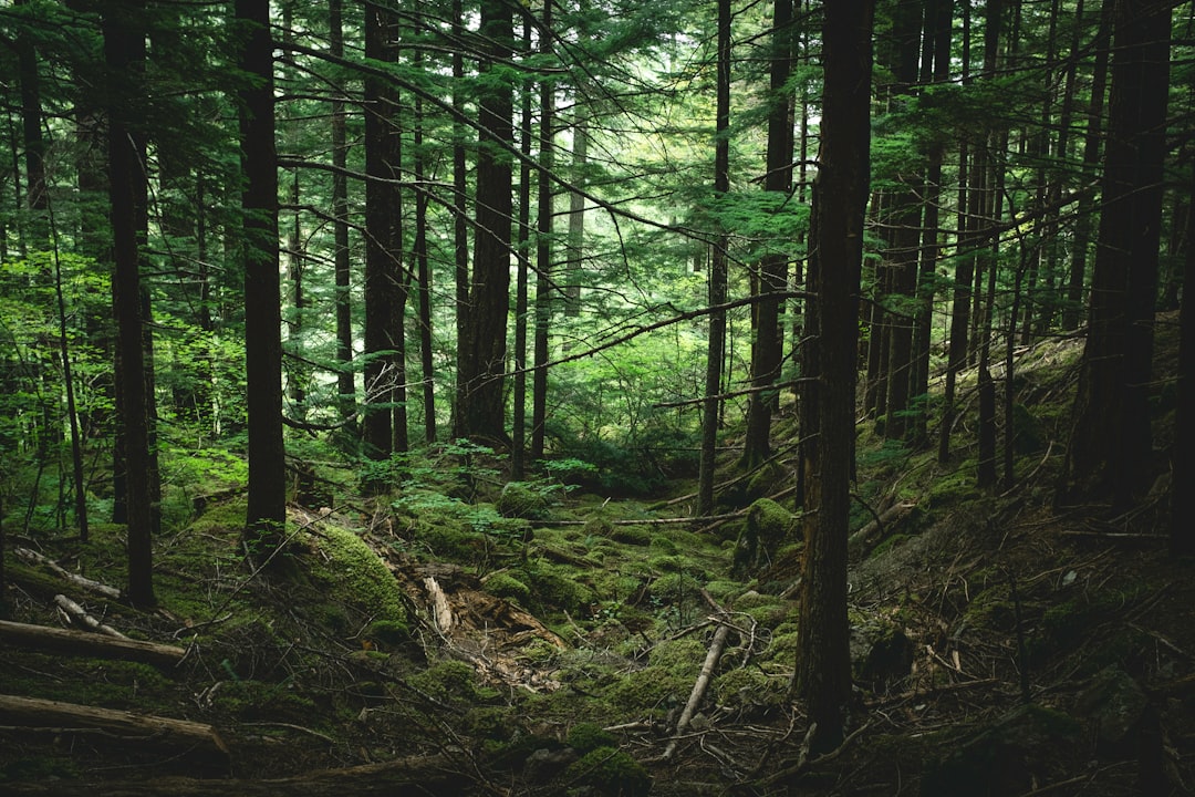 Balkan forest landscape environmental conservation