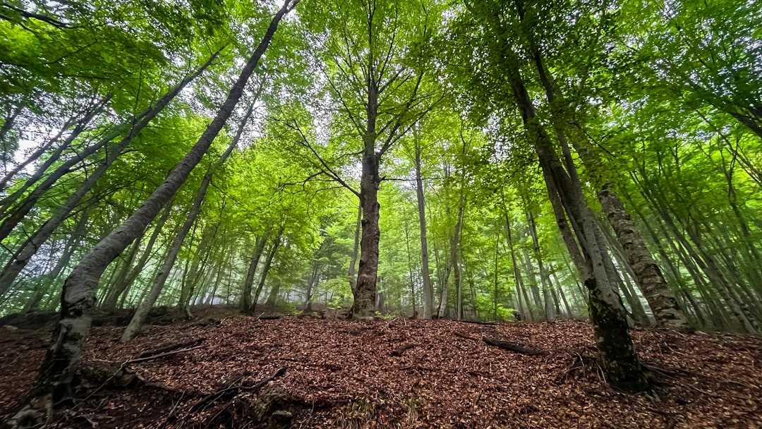 Drino River Albania hiking trail forest green