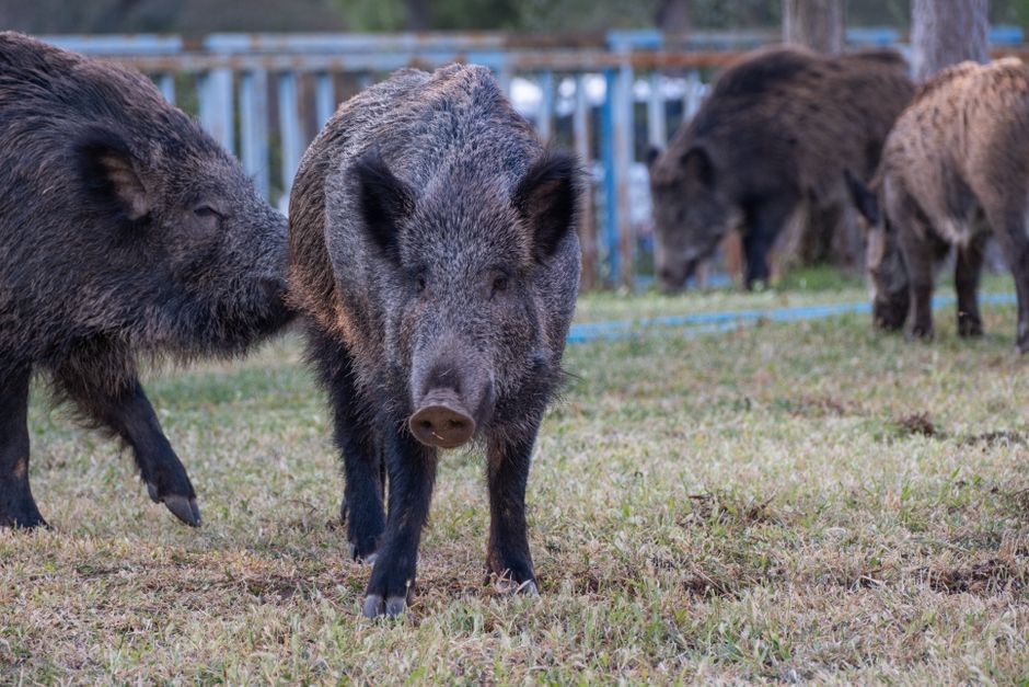 Wild boar walking through Bucharest suburban street