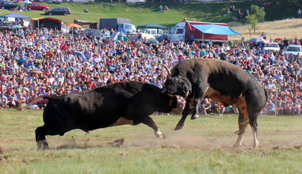 Grmečka Korida: A Two-Century Serbian Bullfighting Tradition