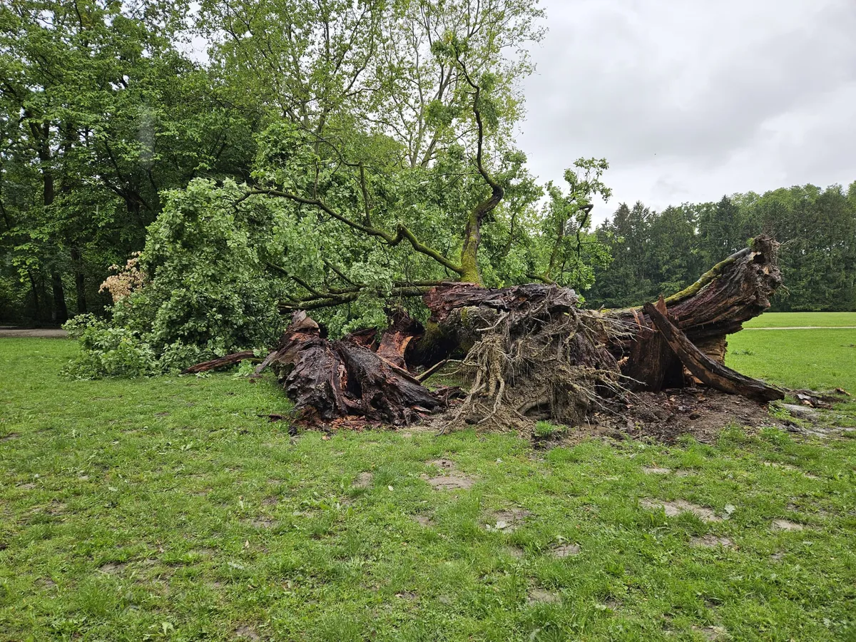 Century-Old Tree "Dedek" Destroyed by Storm in Zagreb