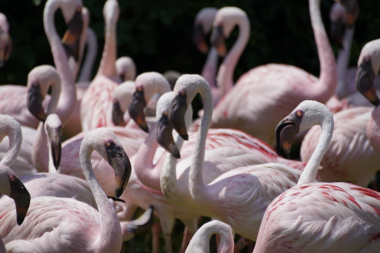 Divjaka Karavasta National Park Albania flamingos wetlands