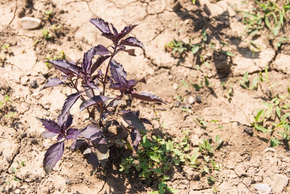 Dry cracked earth in Greek agricultural field under sun