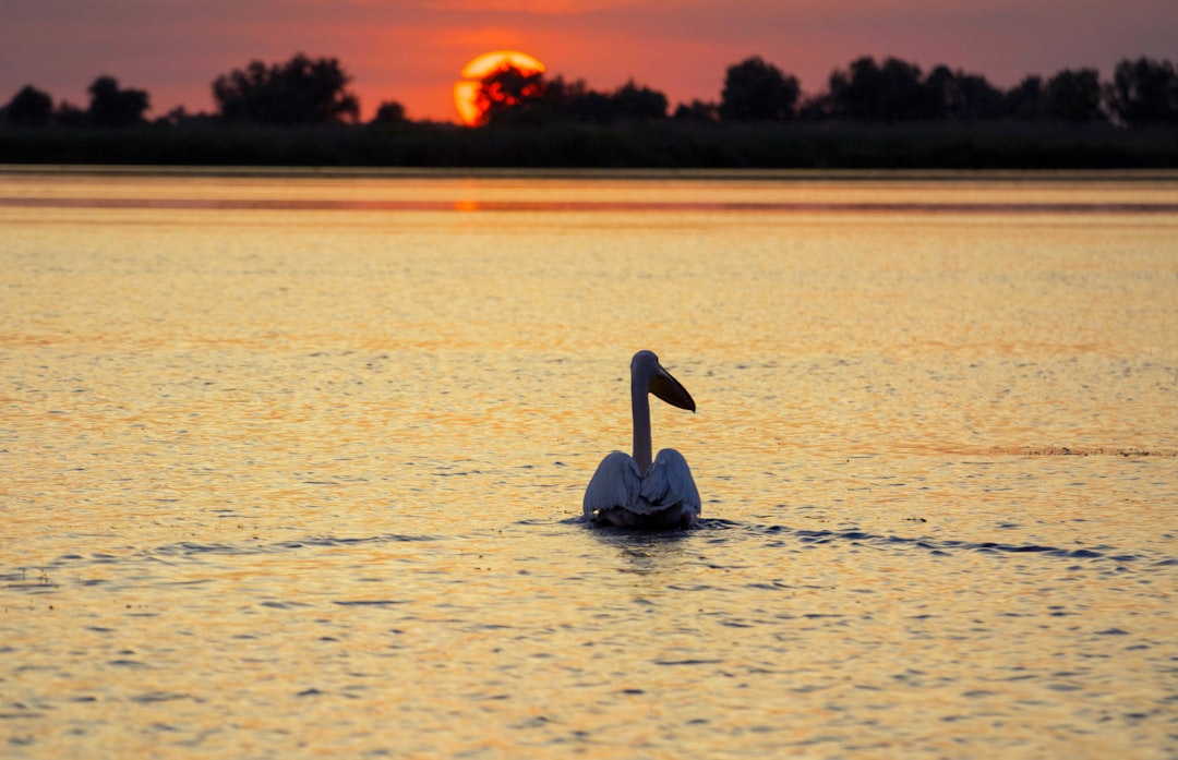 Serbia's Danube Delta: River Beaches and Freshwater Swimming