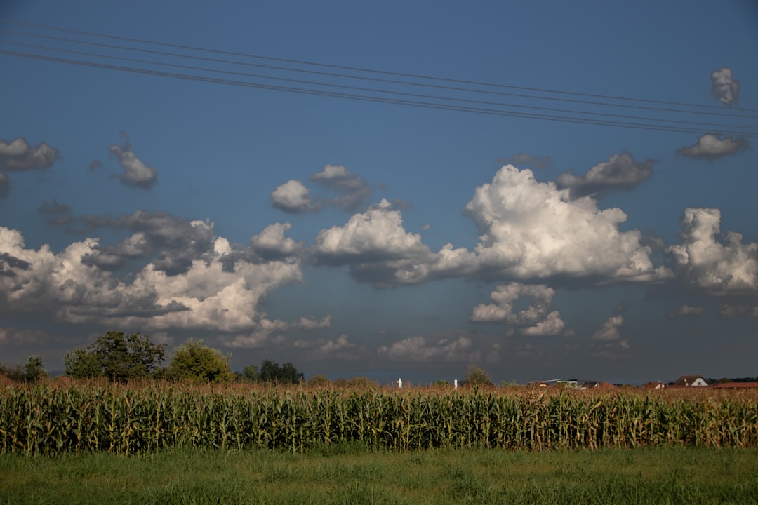 Farmers inspecting damaged corn fields after hailstorm Serbia