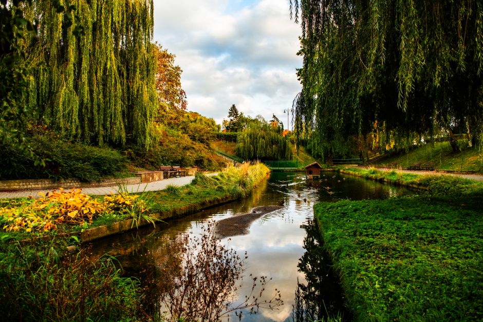 Vrnjacka Banja Central Park walking path autumn leaves willow trees