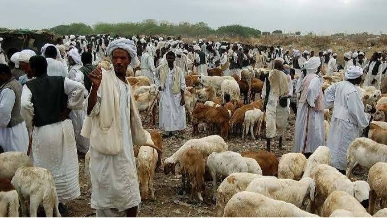 Reghecampf's Nightmarish Journey: Football Amid Ruins in Sudan!