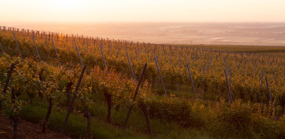Dealu Mare Romania vineyards rolling hills sunset Valea Calugareasca
