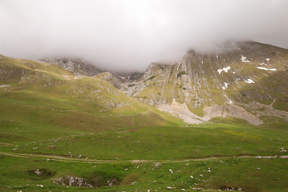 Durmitor National Park spruce forest alpine meadow wildflowers