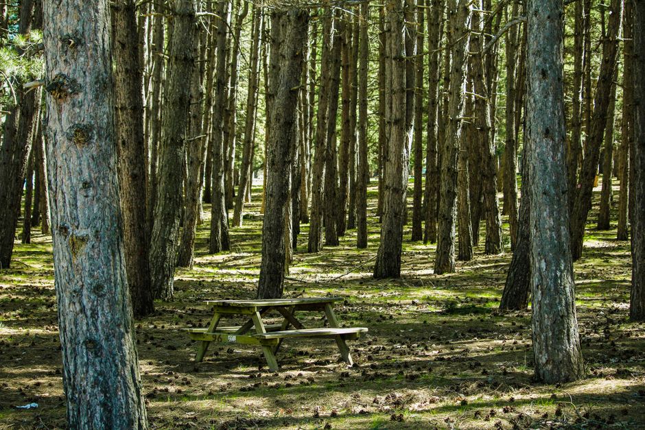 Eforie Nord thermal park pine forest