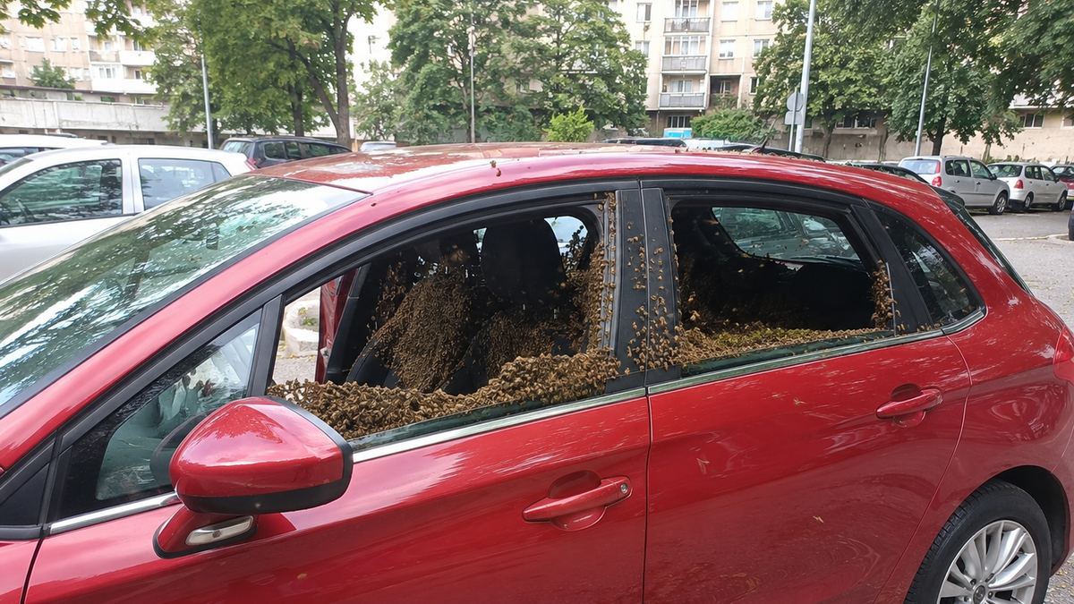 Swarm Invasion: Bees Take Over Belgrade