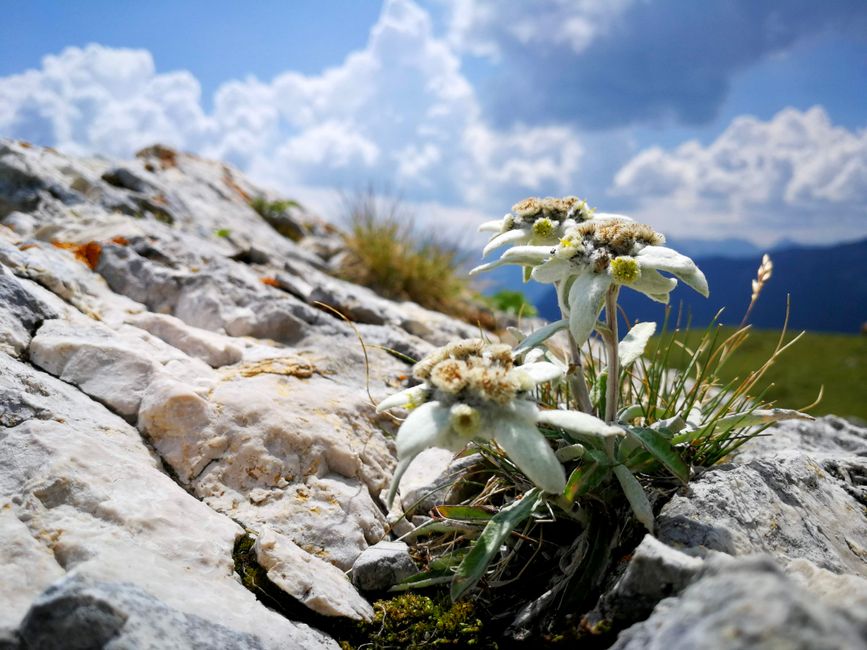 Korab Mountain alpine edelweiss flowers close up white petals green meadow background
