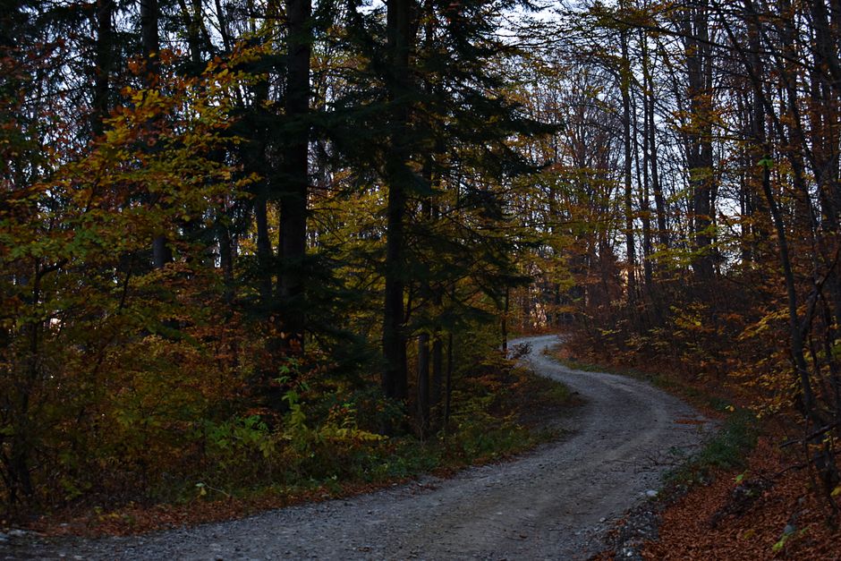 Piatra Arsita Romania trailhead forest path mountain refuge hikers