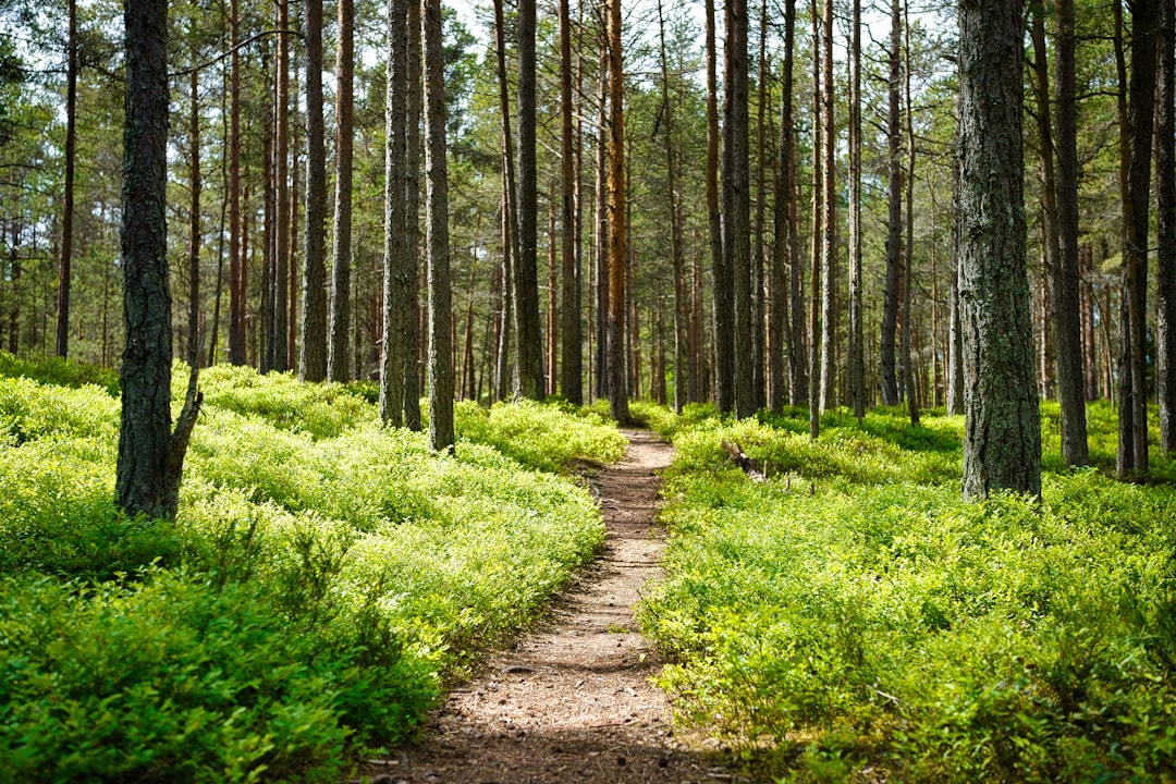 Ada Ciganlia forest trails trees path