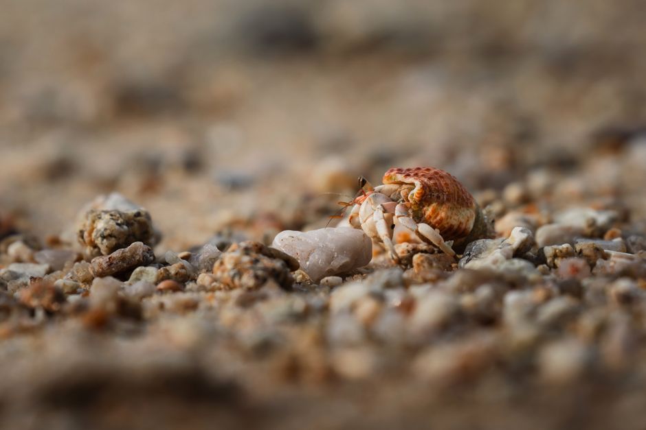 Hermit crab on rocky shore Piran Slovenia macro