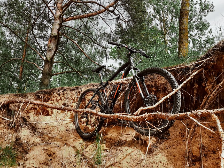 Gravel bike on forest trail in Dalmatia Croatia sunlight through pines