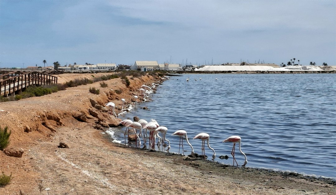 Birdwatching tower Salina Piran flamingos wetlands view