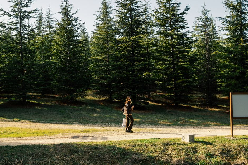 Spiro trailhead parking area Mount Olympus Greece early morning pine trees