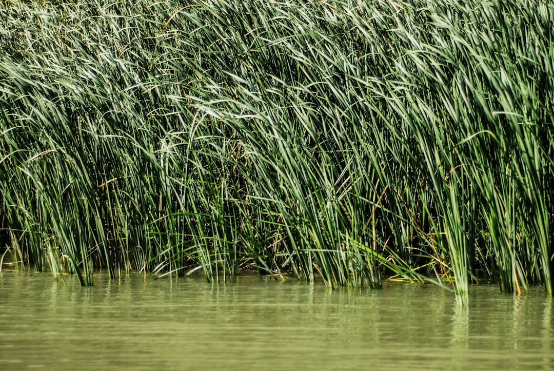 Danube Delta Romania narrow channel reeds boat reflection