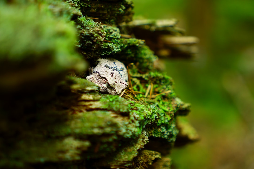 Via Dinarica trail marker blue white diamond on tree trunk forest