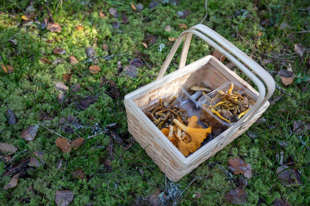 Slovenian forager holding basket of porcini mushrooms forest floor