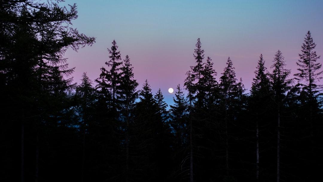 Grey wolf silhouette howling against moonlight Prokletije forest
