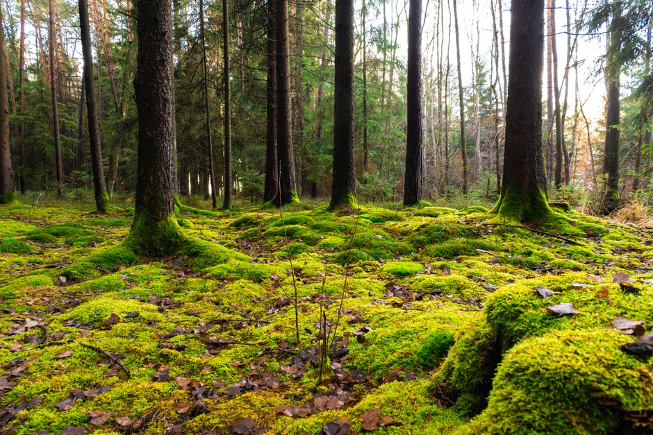 Pelister National Park ancient pine forest trail mossy ground sunlight