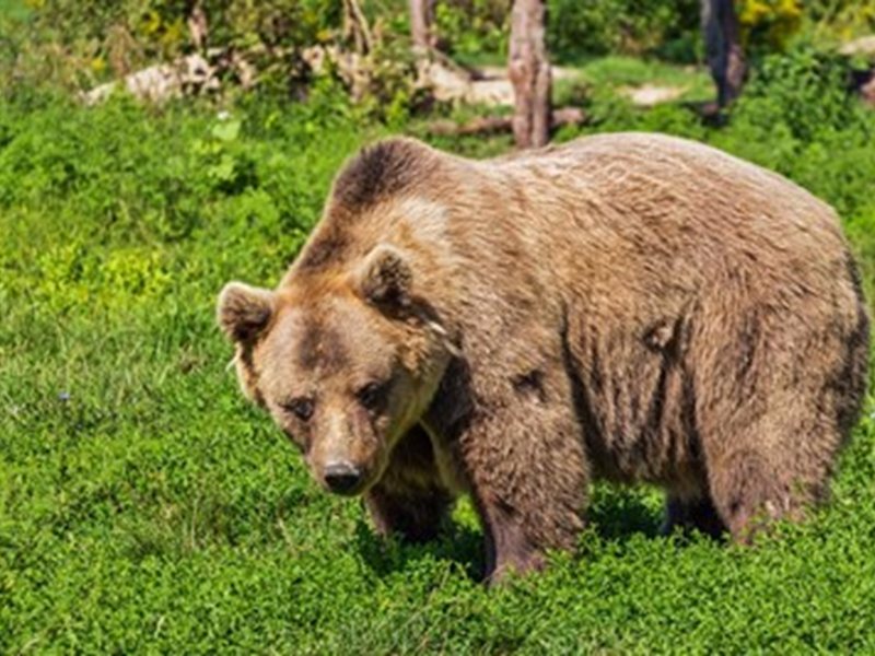 Black Leopard Population Threatens Safety in Vitosha, Plana, and Verila