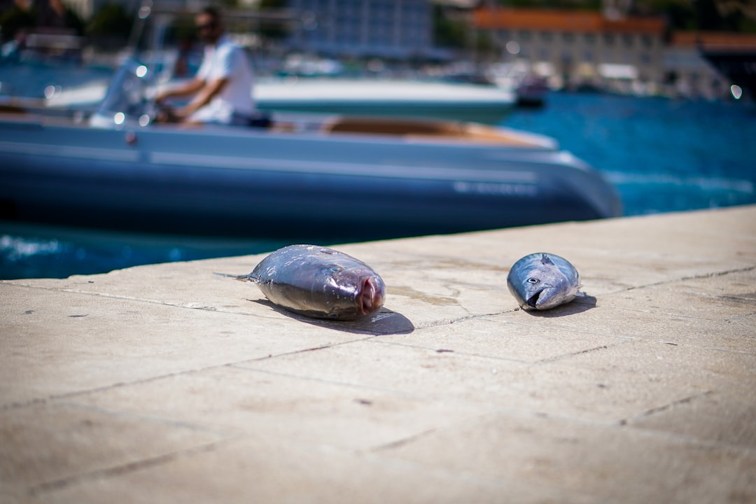Black risotto cuttlefish ink Split Croatia restaurant plate