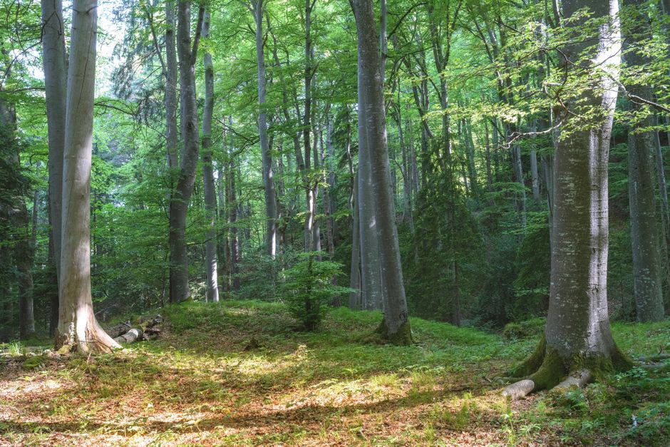 Primeval Beech Forest Sutjeska ancient trees mossy undergrowth sunlight filtering canopy